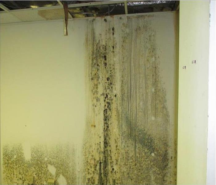mold covering entire closet wall