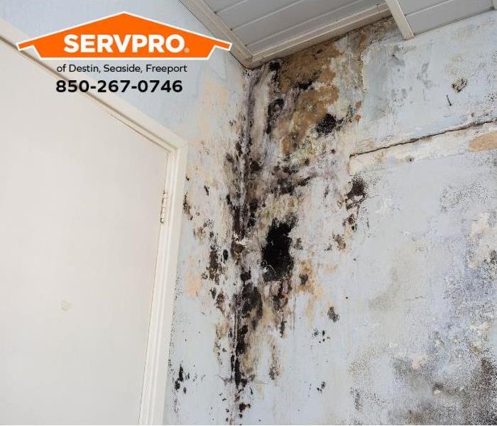 A large colony of mold is growing on a wall inside a home.